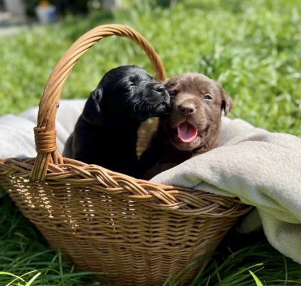 Süße Labradorwelpen in schwarz und chocolate suchen neues Zuhause