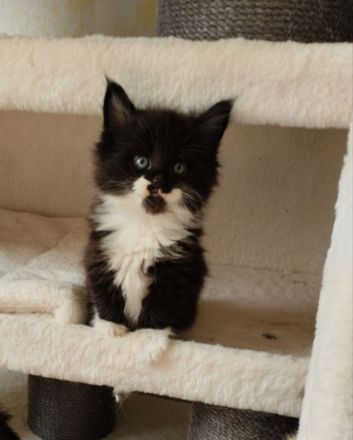 Kleine Flauschpopos suchen ...