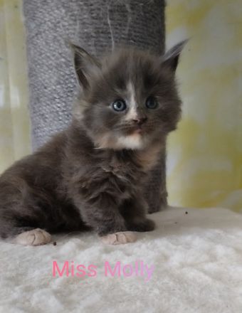 Kleine Flauschpopos suchen ...