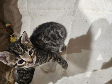 3 Wunderschöne Reinrassige Bengalkitten mit Aussagekräftigen Rosetten in brown/Silber tabby spotted