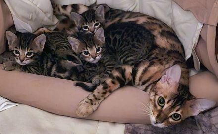 3 Wunderschöne Reinrassige Bengalkitten mit Aussagekräftigen Rosetten in brown/Silber tabby spotted