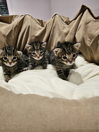 3 Wunderschöne Reinrassige Bengalkitten mit Aussagekräftigen Rosetten in brown/Silber tabby spotted