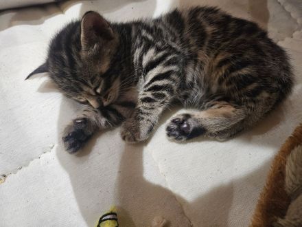 3 Wunderschöne Reinrassige Bengalkitten mit Aussagekräftigen Rosetten in brown/Silber tabby spotted
