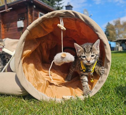 3 Wunderschöne Reinrassige Bengalkitten mit Aussagekräftigen Rosetten in brown/Silber tabby spotted