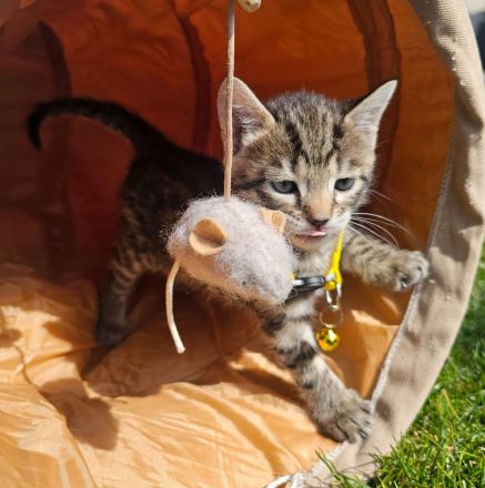 3 Wunderschöne Reinrassige Bengalkitten mit Aussagekräftigen Rosetten in brown/Silber tabby spotted