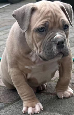 Amerikanischer Bully