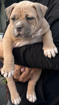 Amerikanischer Bully