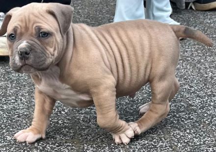 Amerikanischer Bully