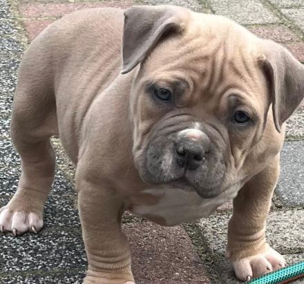 Amerikanischer Bully