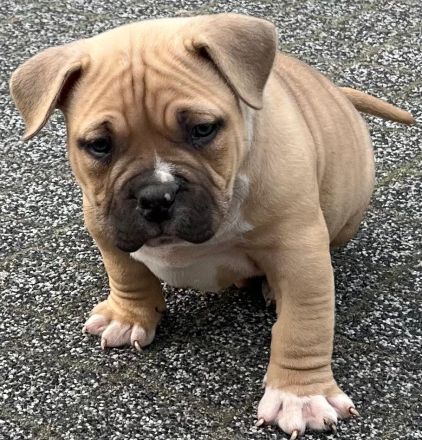 Amerikanischer Bully