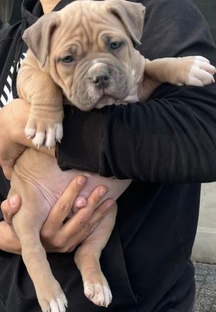 Amerikanischer Bully