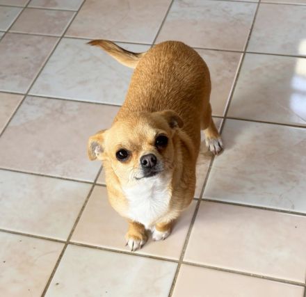 2 Chihuahua-Rüden (Wurf 13.11.2025) – creme & fawn – 950 € VB