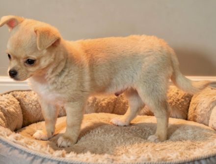 2 Chihuahua-Rüden (Wurf 13.11.2025) – creme & fawn – 950 € VB