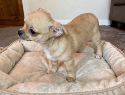 2 Chihuahua-Rüden (Wurf 13.11.2025) – creme & fawn – 950 € VB