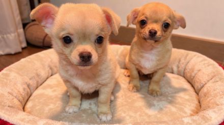 2 Chihuahua-Rüden (Wurf 13.11.2025) – creme & fawn – 950 € VB