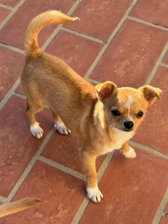 2 Chihuahua-Rüden (Wurf 27.05.2025) – rehfarben – 850 € VB