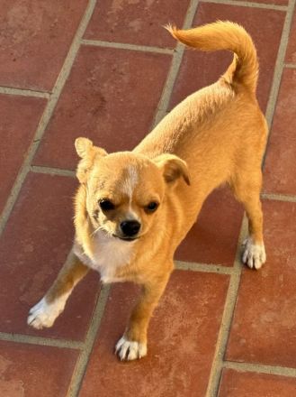 2 Chihuahua-Rüden (Wurf 27.05.2025) – rehfarben – 850 € VB