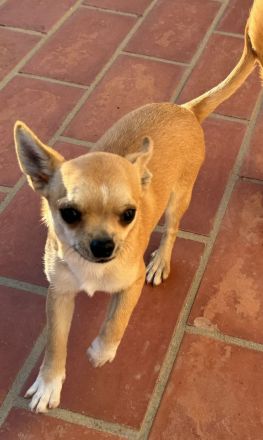 2 Chihuahua-Rüden (Wurf 27.05.2025) – rehfarben – 850 € VB