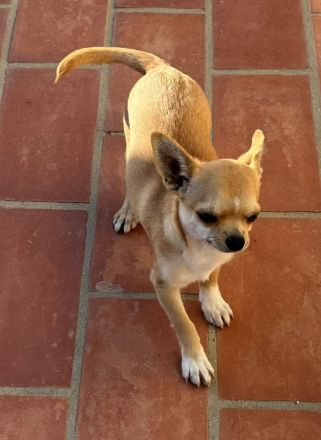 2 Chihuahua-Rüden (Wurf 27.05.2025) – rehfarben – 850 € VB