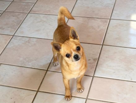 2 Chihuahua-Rüden (Wurf 27.05.2025) – rehfarben – 850 € VB