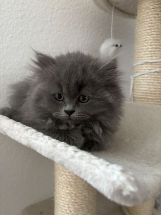 3 süße Britisch Langhaar Kater ab Juni abzugeben
