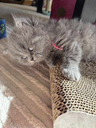 4 süße Britisch Langhaar / - Kurzhaar Kater ab Juni abzugeben