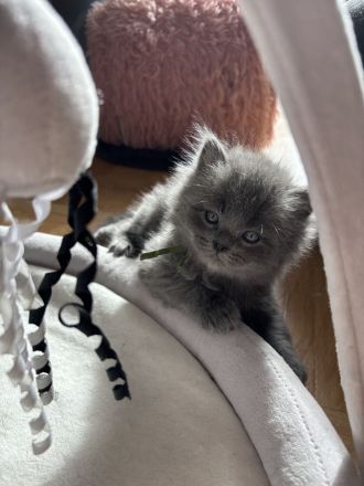 4 süße Britisch Langhaar / - Kurzhaar Kater ab Juni abzugeben