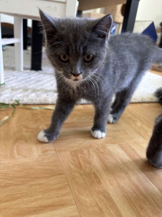 2 süße Britisch Langhaar / Kurzhaar Kitten ab Juni abzugeben