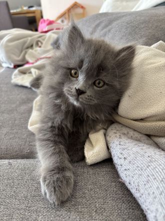 3 süße Britisch Langhaar Kater ab Juni abzugeben