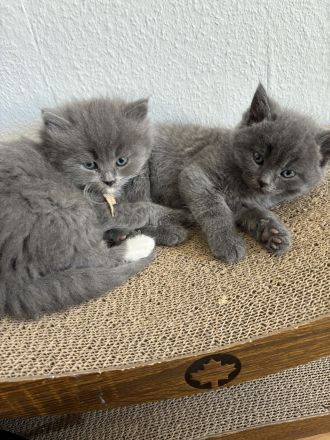 4 süße Britisch Langhaar / - Kurzhaar Kater ab Juni abzugeben