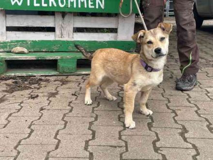 Törtchen, Mischling, geb. 10/ 2025, will die Welt erobern