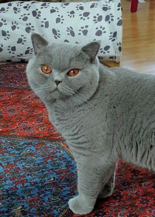 Benedikt von Auraland ,BKH Blue, Blutgruppe B