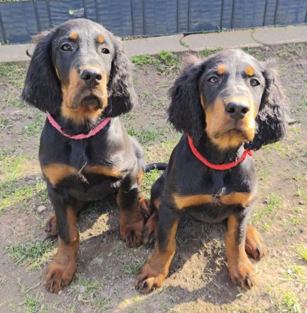 Zauberhafte Gordon Setter Welpen