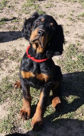 Zauberhafte Gordon Setter Welpen