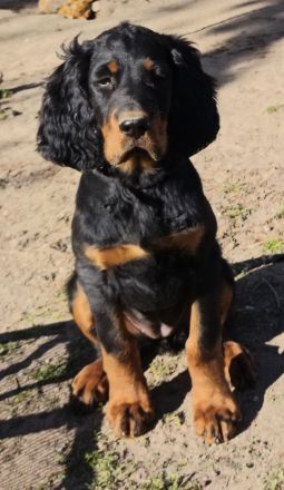 Zauberhafte Gordon Setter Welpen