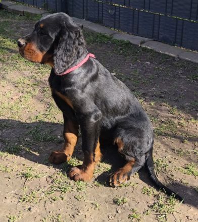 Zauberhafte Gordon Setter Welpen