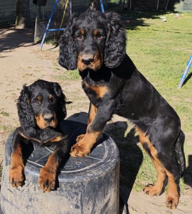 Zauberhafte Gordon Setter Welpen