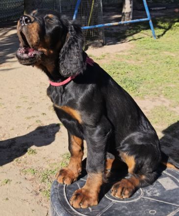 Zauberhafte Gordon Setter Welpen
