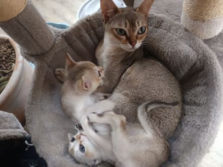 Singapura Wurfankündigung Kitten Kätzchen Katze