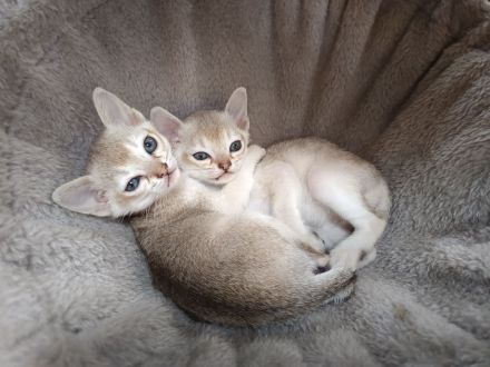 Singapura Wurfankündigung Kitten Kätzchen Katze