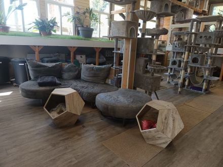 Singapura Wurfankündigung Kitten Kätzchen Katze