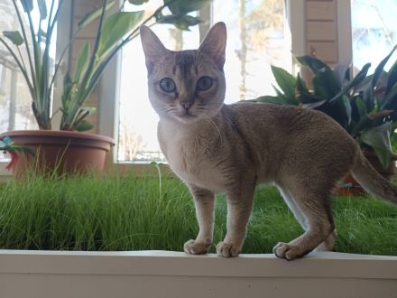 Singapura Wurfankündigung Kitten Kätzchen Katze