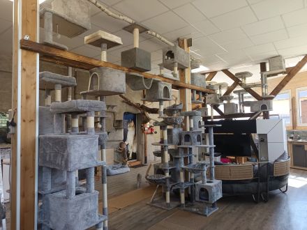 Singapura Wurfankündigung Kitten Kätzchen Katze