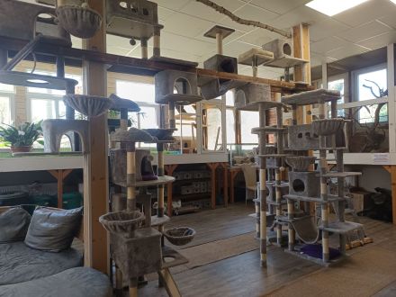 Singapura Wurfankündigung Kitten Kätzchen Katze