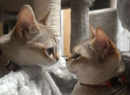 Singapura Wurfankündigung Kitten Kätzchen Katze