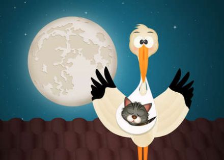 Wir haben Kitten BKH und BLH