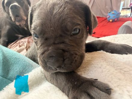 Cane Corso Welpen