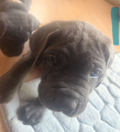 Cane Corso Welpen