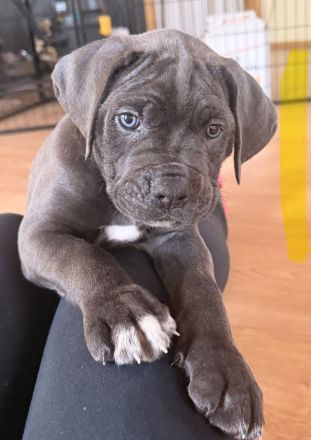 Cane Corso Welpen