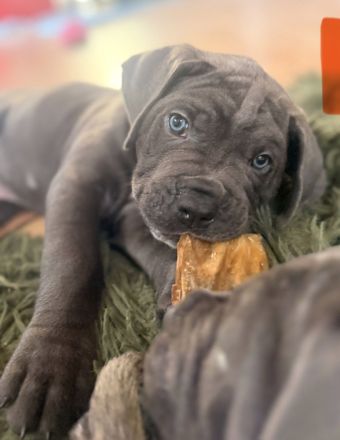 Cane Corso Welpen